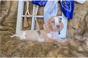 Dusty - Beagle for sale