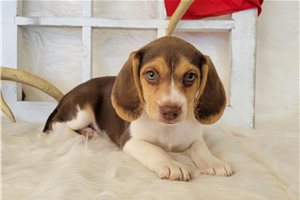 Lucy - Beagle for sale