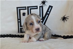 Navaeh - puppy for sale