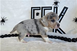 Orion - puppy for sale