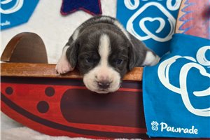 Minnie - Beagle for sale