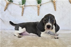 Kennedy - Beagle for sale