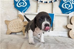 Lacy - Beagle for sale