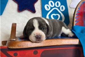 Donald - Beagle for sale