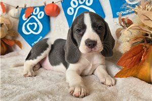 Daisy - puppy for sale