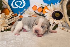Johnny - Beagle for sale
