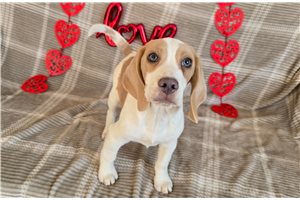Nicolas - Beagle for sale