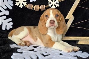 Opal - Beagle for sale