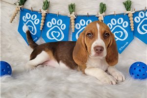 Luca - Beagle for sale