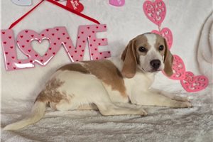 Leonardo - puppy for sale