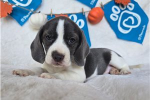 Daisy - Beagle for sale