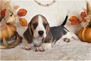 Katie - puppy for sale