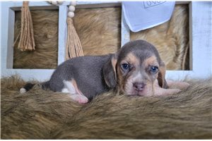 Betty - Beagle for sale