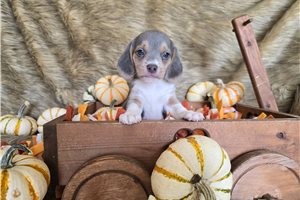 Odin - Beagle for sale