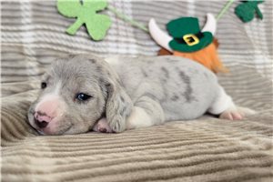 Kingston - Beagle for sale