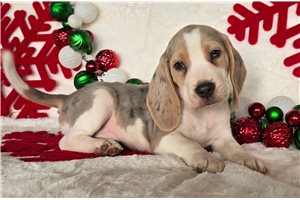 Nitro - Beagle for sale