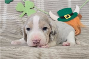 Kaylee - puppy for sale