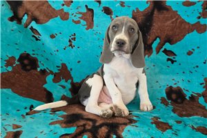 Kennedy - Beagle for sale