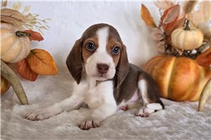 Murray - Beagle for sale