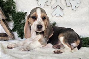 Nessa - Beagle for sale