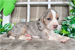 Kaylee - Beagle for sale