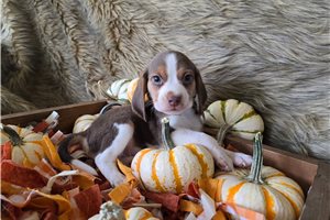 Matthew - Beagle for sale