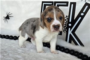 Ollie - puppy for sale