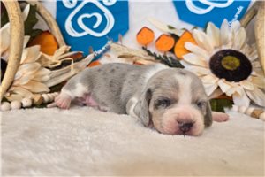 Dolly - Beagle for sale