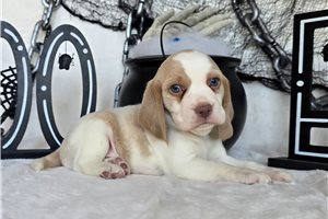 Kyle - puppy for sale