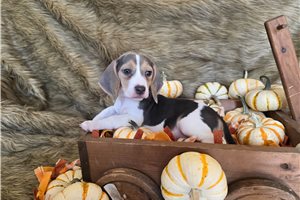 Lori - puppy for sale