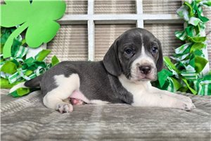 Kennedy - Beagle for sale
