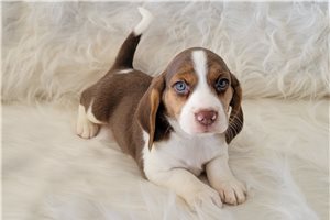 Lou - puppy for sale