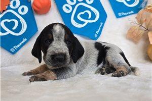 Tonya - puppy for sale