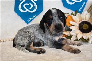 Tulip - Bluetick Coonhound for sale