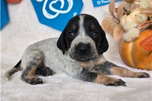 Tamara - puppy for sale