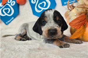 Taylor - puppy for sale