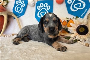 Tyler - Bluetick Coonhound for sale