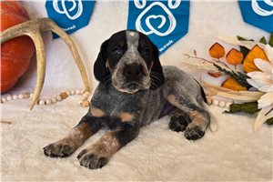 Tuck - Bluetick Coonhound for sale