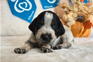 Tuck - puppy for sale