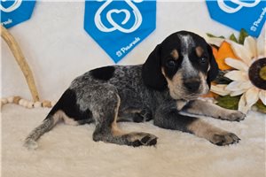 Tracie - Bluetick Coonhound for sale