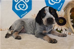 Taylor - Bluetick Coonhound for sale