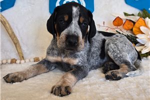 Trevor - Bluetick Coonhound for sale