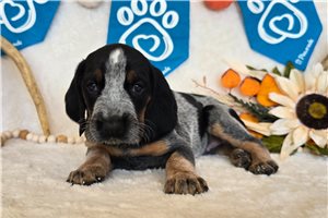 Tonya - Bluetick Coonhound for sale