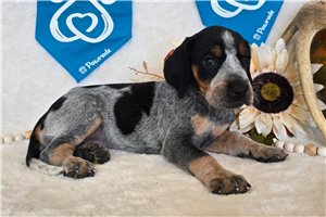 Tessa - Bluetick Coonhound for sale