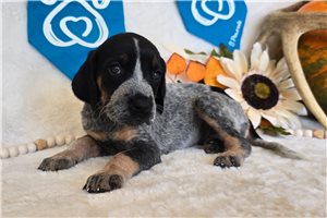 Tamara - Bluetick Coonhound for sale