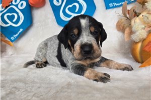 Trevor - puppy for sale