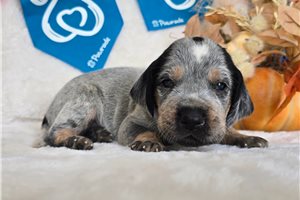 Tyler - Bluetick Coonhound for sale
