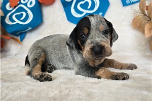 Tico - puppy for sale