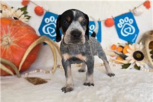 Tico - Bluetick Coonhound for sale