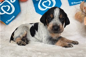 Tessa - puppy for sale